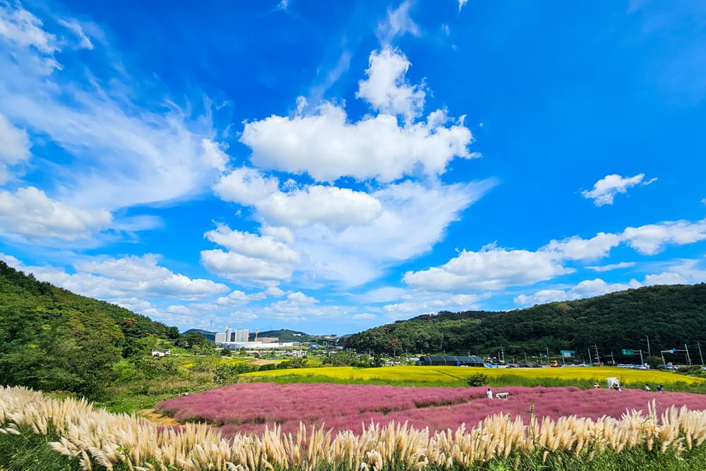 부산 10월 가볼만한곳 기장 광산마을 핑크뮬리 팜파스그라스