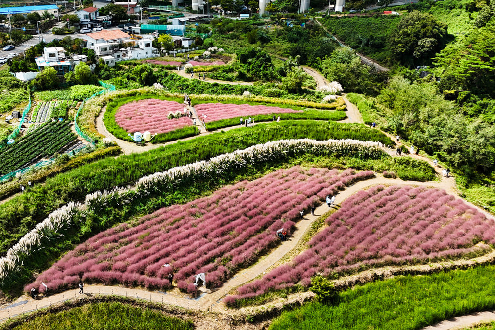 부산 10월 가볼만한곳 기장 광산마을 핑크뮬리 팜파스그라스