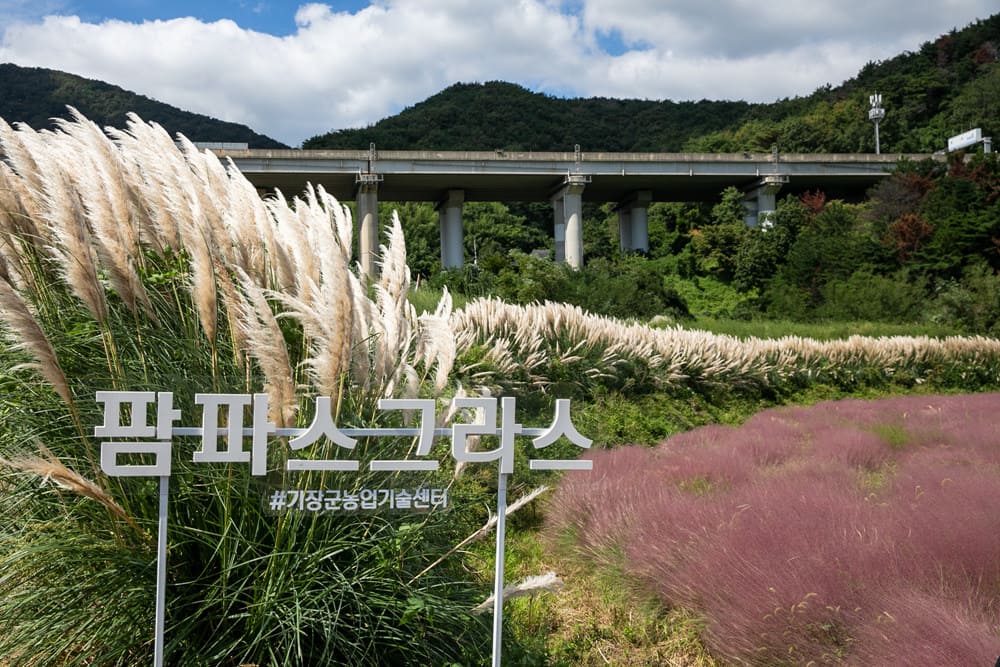 부산 10월 가볼만한곳 기장 광산마을 핑크뮬리 팜파스그라스