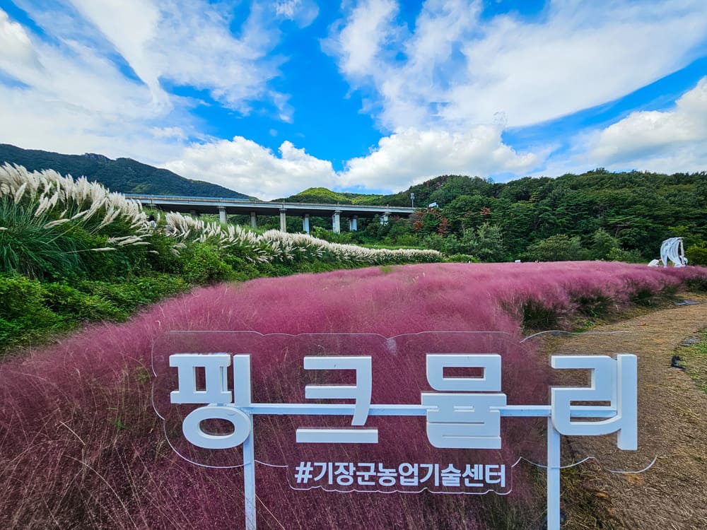 부산 10월 가볼만한곳 기장 광산마을 핑크뮬리 팜파스그라스