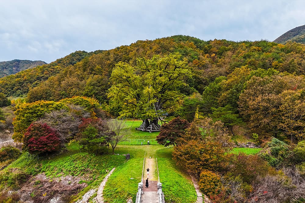 경북 단풍 명소 안동 용계리 은행나무